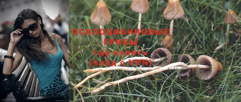 где купить   Артёмовск  Галлюциногенные грибы MAGIC MUSHROOMS 